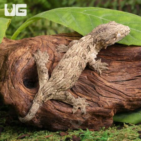 Baby Moro Island Leachianus Geckos For Sale - Underground Reptiles