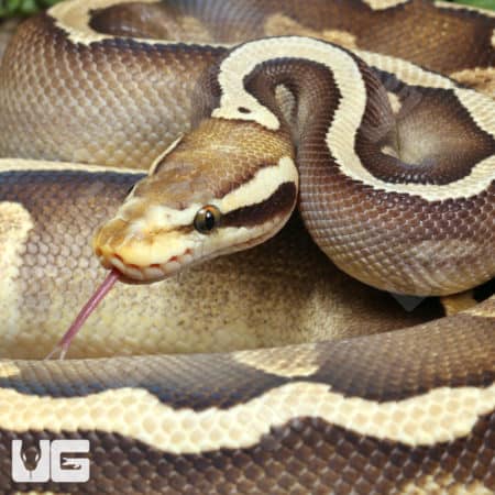 Adult Male GHI Mojave Leopard Blade Pastel Het Clown Ball Python (Python regius) For Sale - Underground Reptiles
