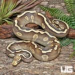 Adult Male GHI Mojave Leopard Blade Pastel Het Clown Ball Python (Python regius) For Sale - Underground Reptiles