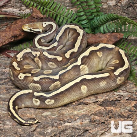 Adult Male GHI Mojave Leopard Blade Pastel Het Clown Ball Python (Python regius) For Sale - Underground Reptiles