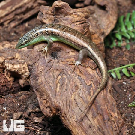 Olive Tree Skinks (Dasia olivacea) For Sale - Underground Reptiles