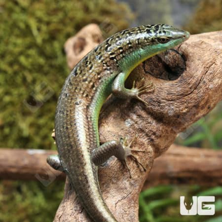 Olive Tree Skinks (Dasia olivacea) For Sale - Underground Reptiles