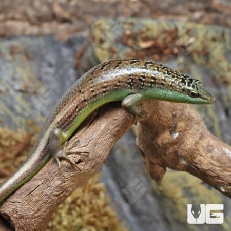 Olive Tree Skinks (Dasia olivacea) For Sale - Underground Reptiles