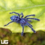 Puerto Rican Pinktoe Tarantula (Caribena laeta) For Sale - Underground Reptiles
