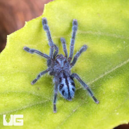 Puerto Rican Pinktoe Tarantula (Caribena laeta) For Sale - Underground Reptiles