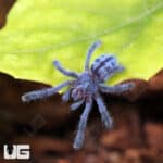 Puerto Rican Pinktoe Tarantula (Caribena laeta) For Sale - Underground Reptiles