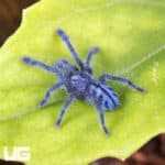 Puerto Rican Pinktoe Tarantula (Caribena laeta) For Sale - Underground Reptiles