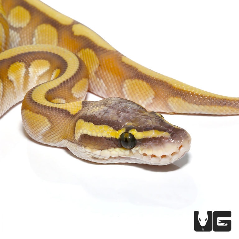 Baby Baby Enchi Hypo Lesser Pastel Ball Python For Sale - Underground ...