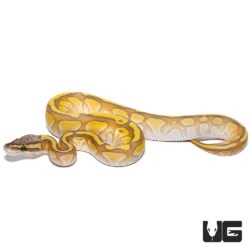 Baby Baby Enchi Hypo Lesser Pastel Ball Pythons For Sale - Underground Reptiles
