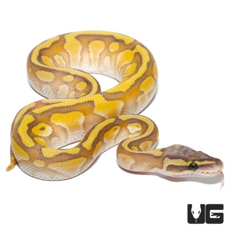Baby Baby Enchi Hypo Lesser Pastel Ball Pythons For Sale - Underground Reptiles