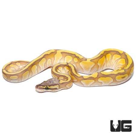 Baby Baby Enchi Hypo Lesser Pastel Ball Pythons For Sale - Underground Reptiles