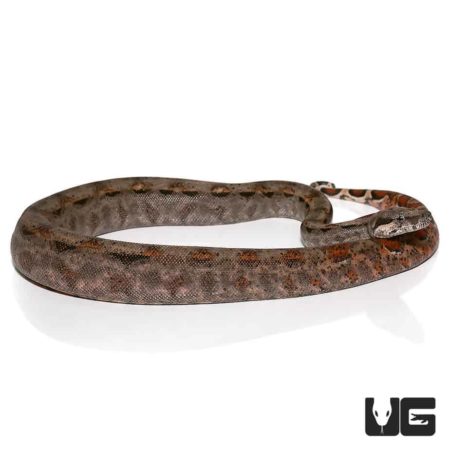 Baby Nicaraguan Boas Poss Double Het T+ Albino Anery 2 For Sale - Underground Reptiles