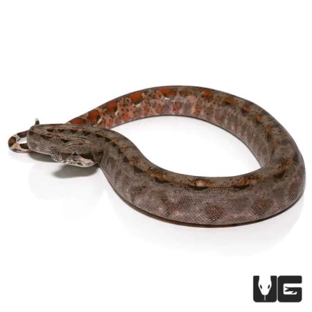 Baby Nicaraguan Boas Poss Double Het T+ Albino Anery 2 For Sale - Underground Reptiles