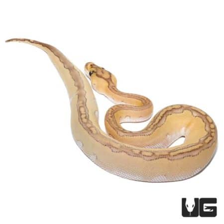 Baby Pastel Lesser Blade Clowns For Sale - Underground Reptiles