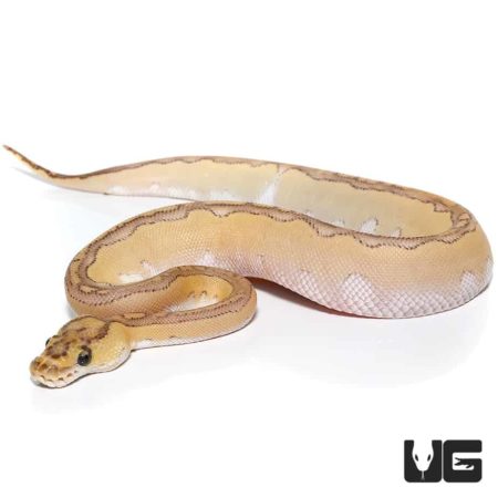 Baby Pastel Lesser Blade Clowns For Sale - Underground Reptiles