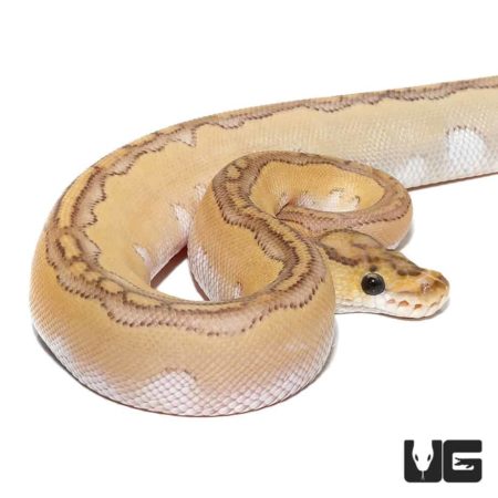Baby Pastel Lesser Blade Clowns For Sale - Underground Reptiles