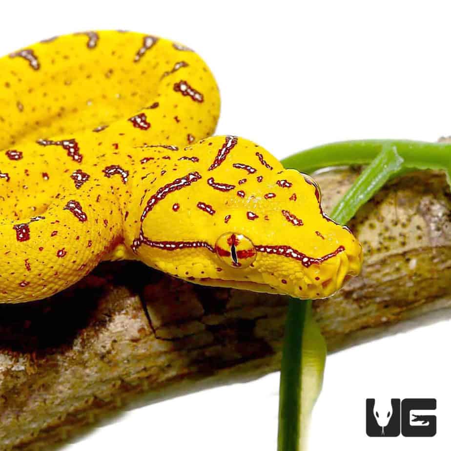 Baby Sorong Green Tree Pythons For Sale Underground Reptiles