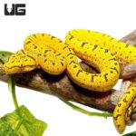 Baby Sorong Green Tree Pythons For Sale - Underground Reptiles