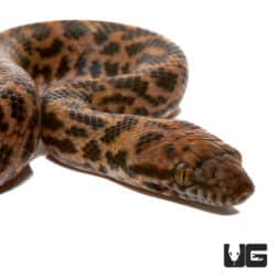Baby Spotted Pythons (Antaresia maculosa) For Sale - Underground Reptiles