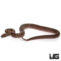 Baby Spotted Pythons (Antaresia maculosa) For Sale - Underground Reptiles