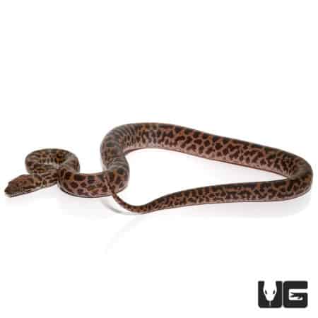 Baby Spotted Pythons (Antaresia maculosa) For Sale - Underground Reptiles
