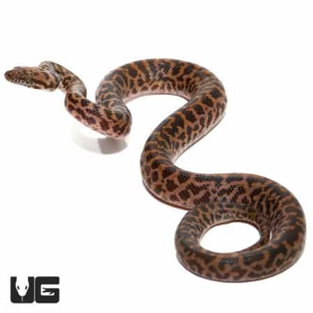 Baby Spotted Pythons (Antaresia maculosa) For Sale - Underground Reptiles