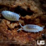 Dwarf White Isopods  For Sale - Underground Reptiles