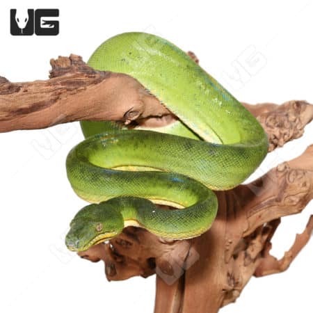 Female Patternless Emerald Tree Boa on branch.