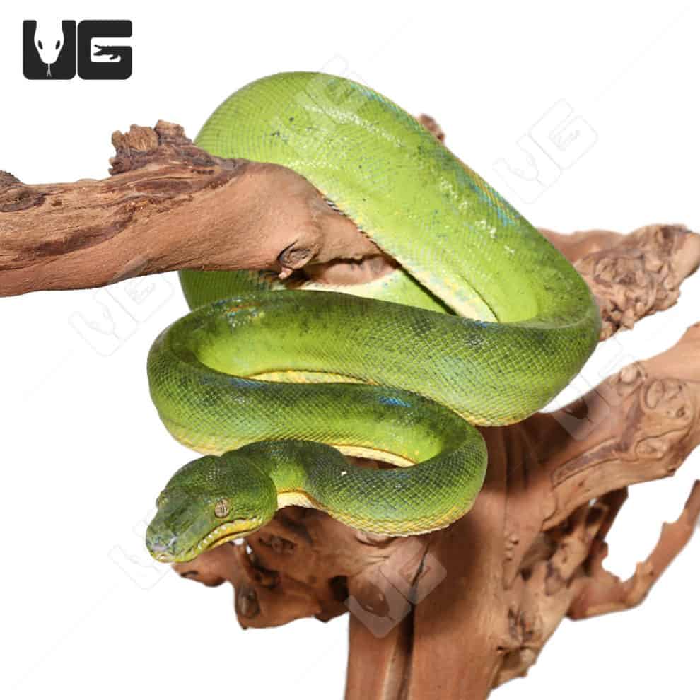 Emerald Tree Boas For Sale Underground Reptiles