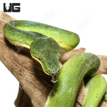 Female Patternless Emerald Tree Boa in vibrant green coloration, perched on a branch.
