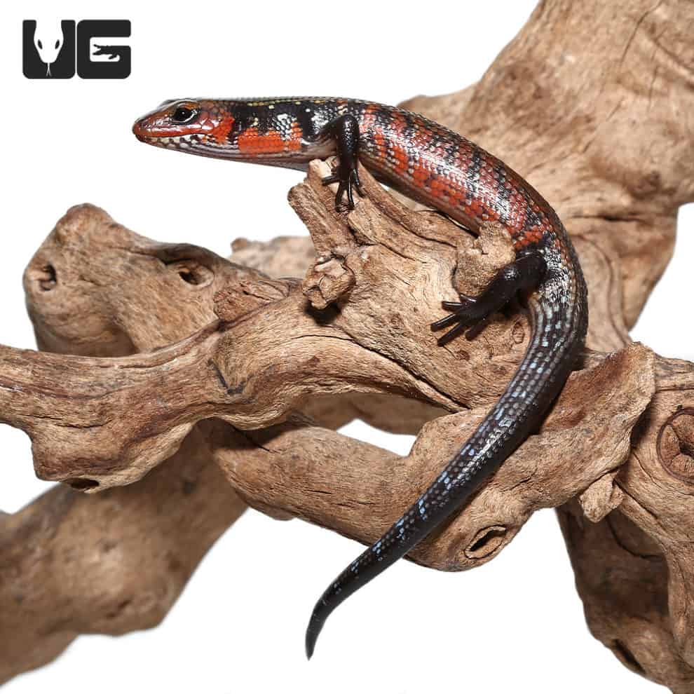 Fire Skinks For Sale Underground Reptiles