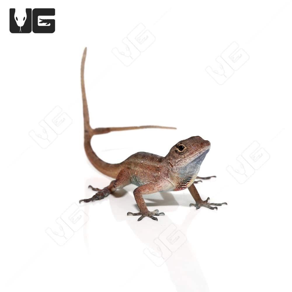 Fish Tail Anole (Anolis sagrei) For Sale Underground Reptiles