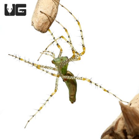 Green Lynx Spider (Peucetia viridans) For Sale - Underground Reptiles
