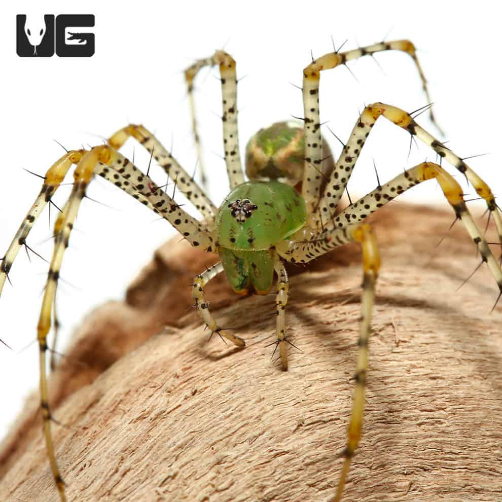 Green Lynx Spider (Peucetia Viridans) For Sale - Underground Reptiles