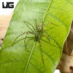 Green Lynx Spider (Peucetia viridans) For Sale - Underground Reptiles