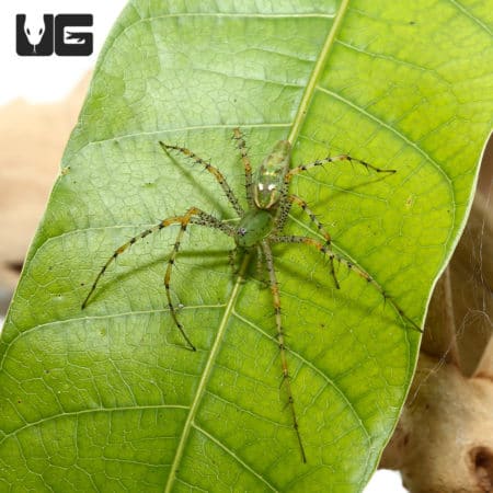 Green Lynx Spider (Peucetia viridans) For Sale - Underground Reptiles