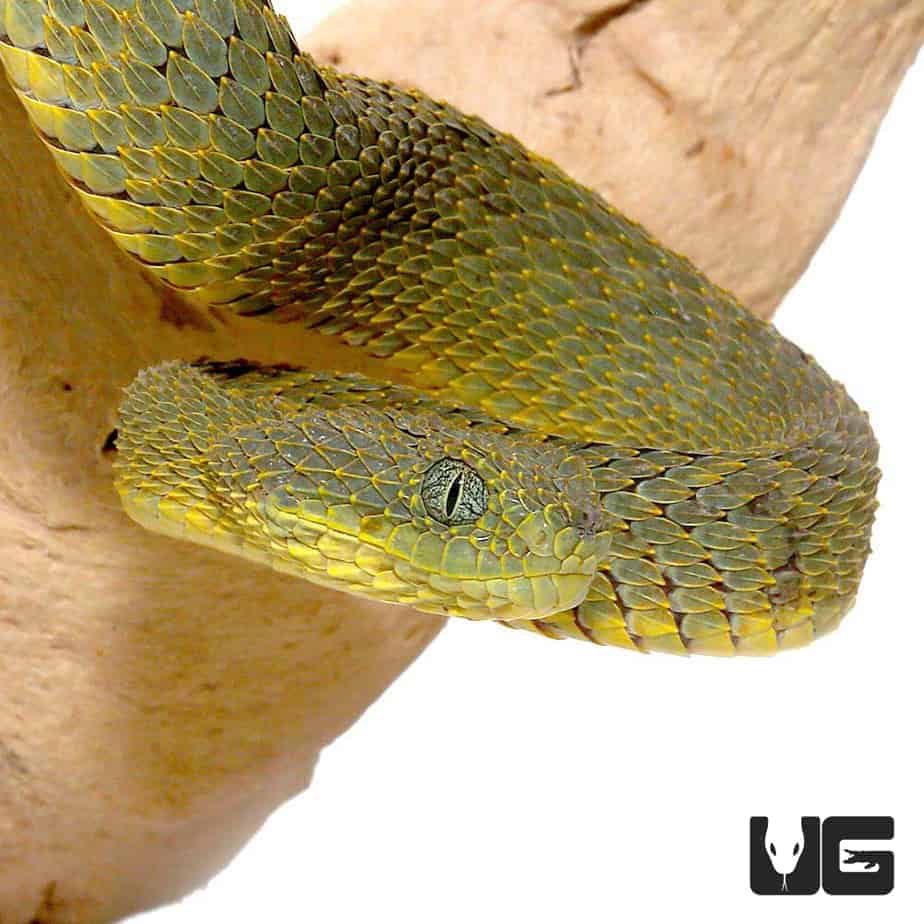 Green Squamigera Bush Viper For Sale Underground Reptiles