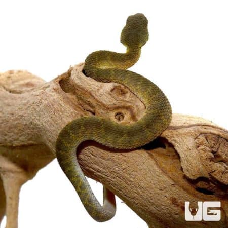 Baby Green Squamigera Bush Viper For Sale - Underground Reptiles