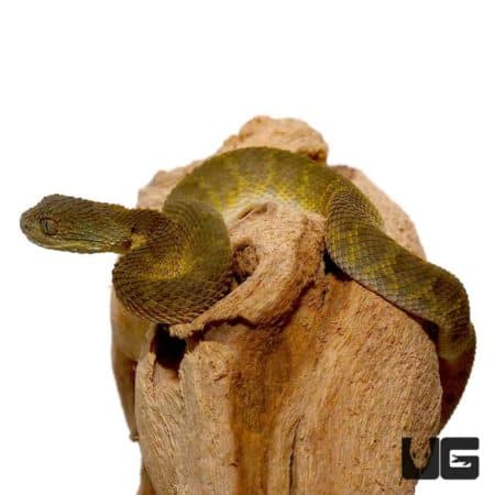 Baby Green Squamigera Bush Viper For Sale - Underground Reptiles
