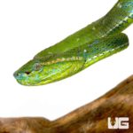 Hageni’s Pit Viper For Sale - Underground Reptiles