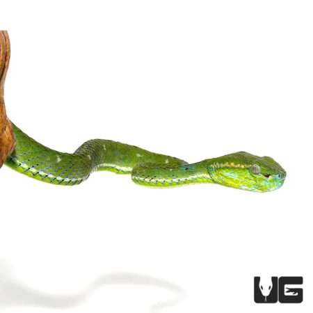 Hageni’s Pit Viper For Sale - Underground Reptiles