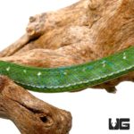 Hageni’s Pit Viper For Sale - Underground Reptiles