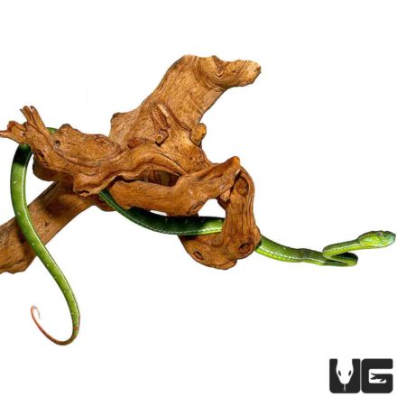 Hageni’s Pit Viper For Sale - Underground Reptiles