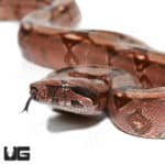 Silver Guyana Redtail Boa (Boa c. constrictor) for sale - Underground  Reptiles