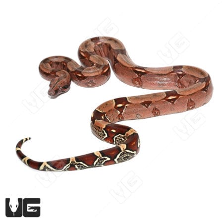 Guyana Redtail Boas (Boa c. constrictor) For Sale - Underground Reptiles