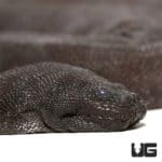 Elephant Trunk Snakes (Acrochordus javanicus) For Sale - Underground Reptiles