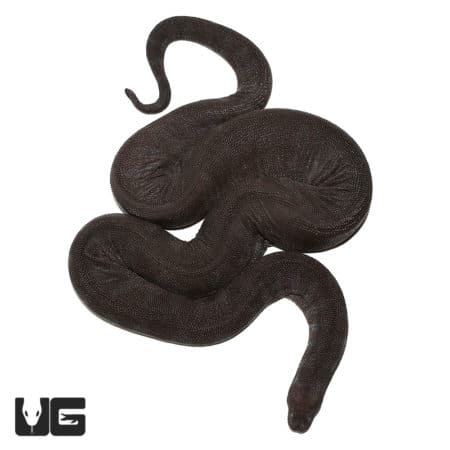 Elephant Trunk Snakes (Acrochordus javanicus) For Sale - Underground Reptiles