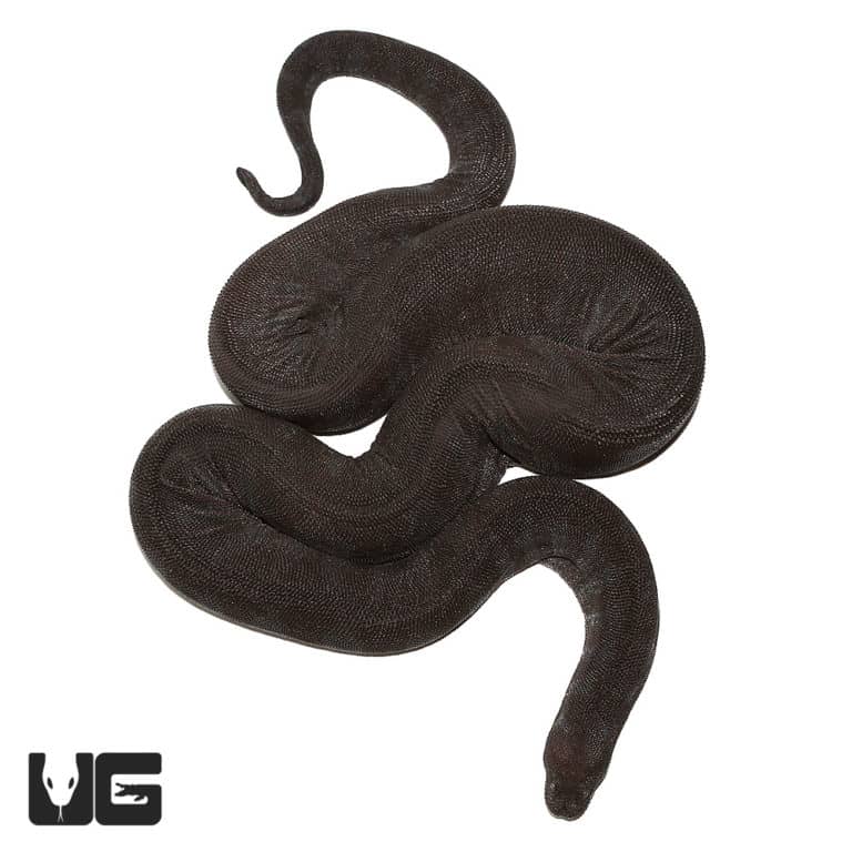 Jumbo Elephant Trunk Snake - Underground Reptiles