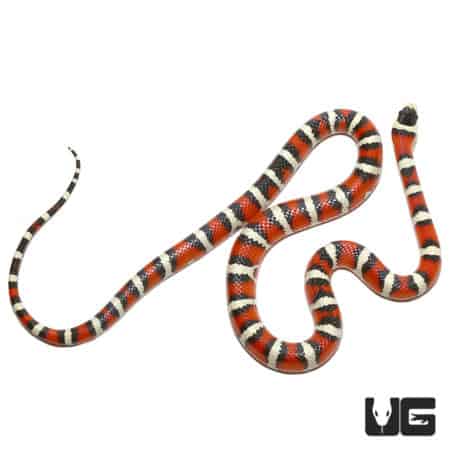 Arizona Mountain Kingsnake, a vibrant and striking snake species native to Arizona. Perfect for rept.