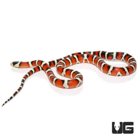 Arizona Mountain Kingsnake, a vibrant red, black, and white patterned snake native to the southweste.